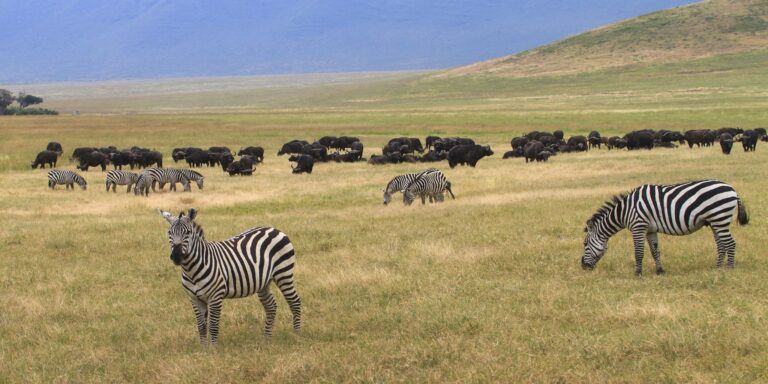 6-Day Tanzania Safari on a Mid-range: Experience Wildlife & Scenic Adventure