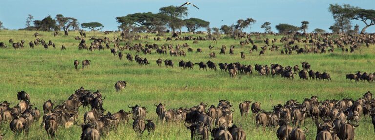 7-Day Luxury Tanzania Safari Tour: Serengeti, Ngorongoro & Lake Manyara